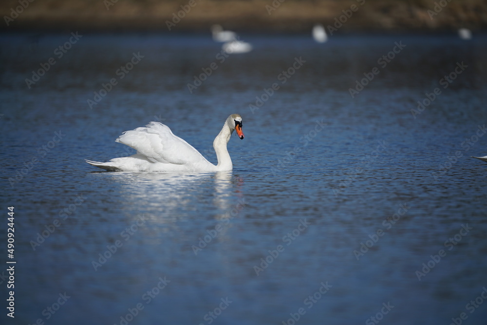 Naklejka premium Weiße Schwäne, Cygnus olor, Höckerschwäne auf einem See 