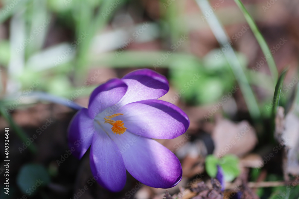 First spring purple flowers in zoom in park on sunny day. First spring purple flowers in zoom in park on sunny day.