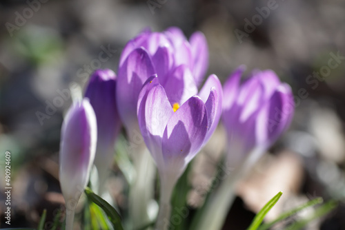 First spring purple flowers in zoom in park on sunny day.