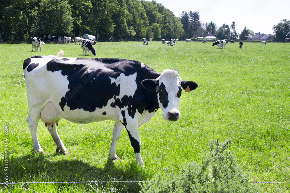 black and white cows graze in a meadow on a sunny summer day, eat green grass black and white cows graze in a meadow on a sunny summer day, eat green grass