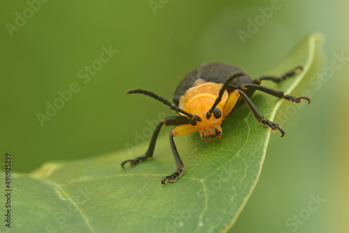 Coelomera sp  besouro representante da família Chrysomelidae, ordem Coleoptera. © Rocco sp