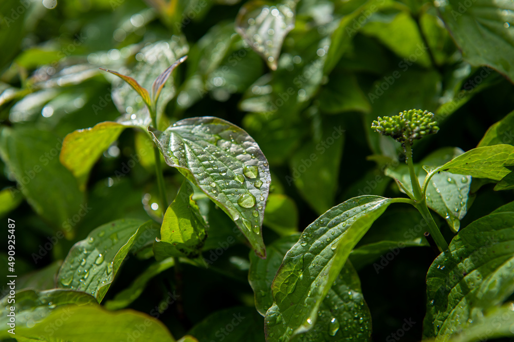 Fototapeta premium Nice tropical green leaves with rain water drops, plant and nature photography, abstract background with space for text
