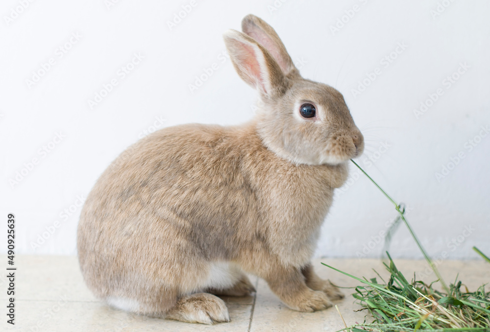 portrait of a fluffy beige rabbit eating grass, pet, cute animal, easter bunny portrait of a fluffy beige rabbit eating grass, pet, cute animal, easter bunny
