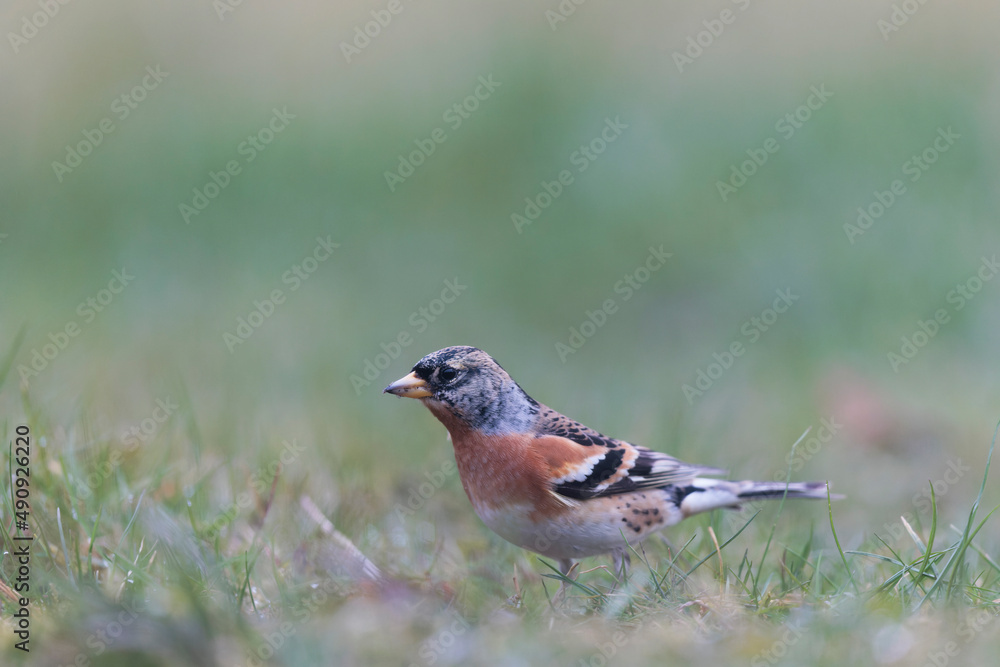 Brambling Fringilla montifringilla during a cold winter period in France Brambling Fringilla montifringilla during a cold winter period in France
