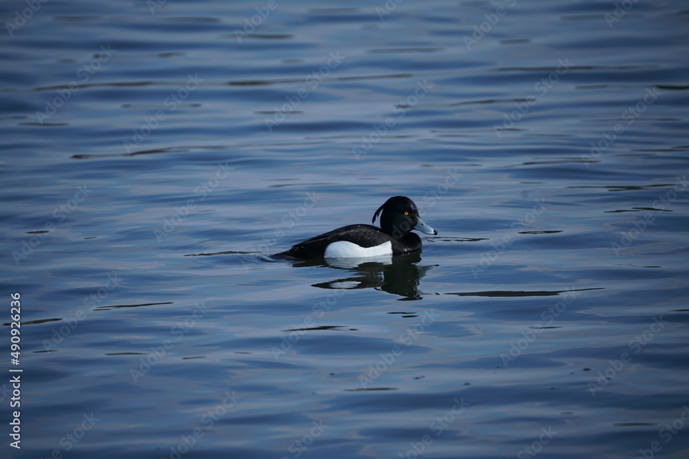 Tauchenten auf einem blauen See im Frühling, Weibchen Tauchenten auf einem blauen See im Frühling, Weibchen