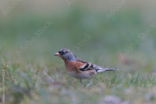 Brambling Fringilla montifringilla during a cold winter period in France 