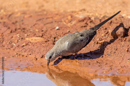 Female Namaqua Dove  Kruger National Park