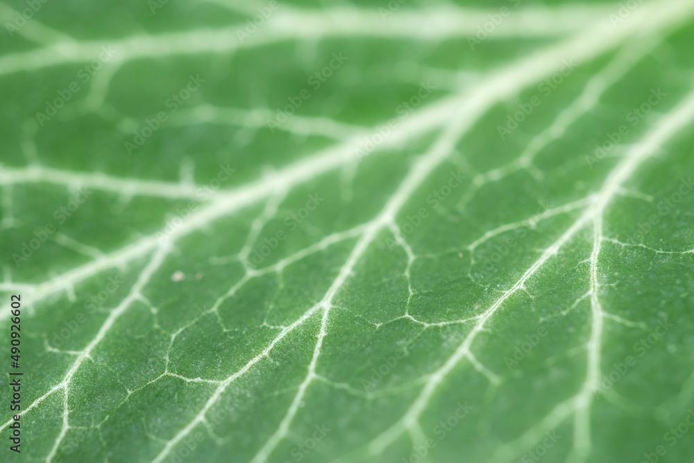 leaf macro leaf macro