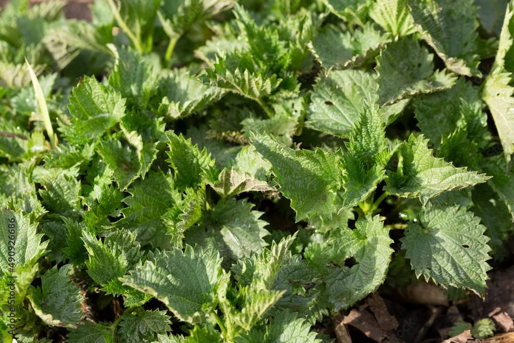 Fresh spring green leaves of nettle - plant source of vitamins in vegetarian diet, vegetarian diet Fresh spring green leaves of nettle - plant source of vitamins in vegetarian diet, vegetarian diet