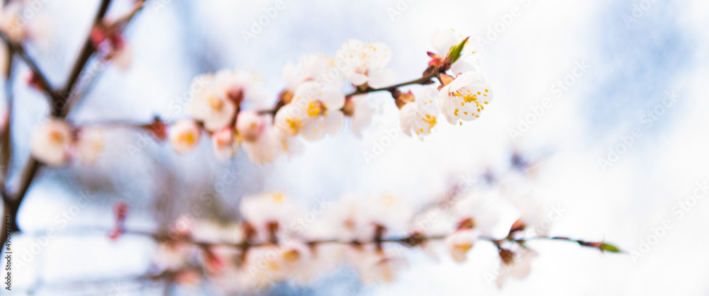 Tree branches blossoming with spring flowers on natural blurred background, apricot blossom Tree branches blossoming with spring flowers on natural blurred background, apricot blossom