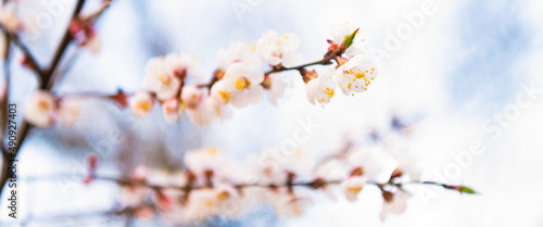 Tree branches blossoming with spring flowers on natural blurred background, apricot blossom