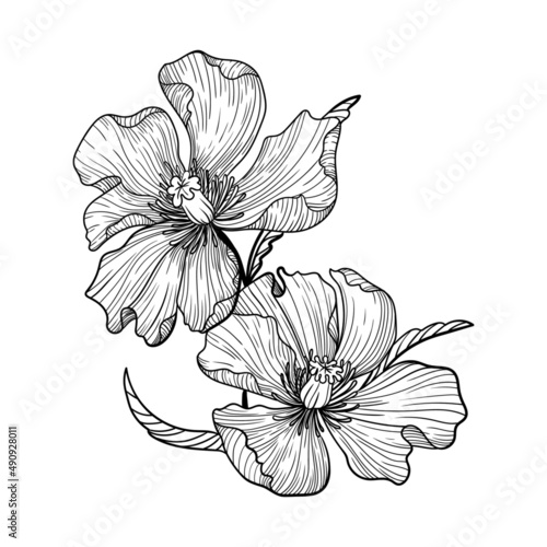 illustration flora flowers nature lines black and white