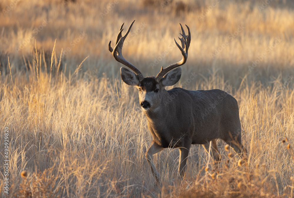Mule Deer Buck During the Rut in Colorado in Fall Mule Deer Buck During the Rut in Colorado in Fall