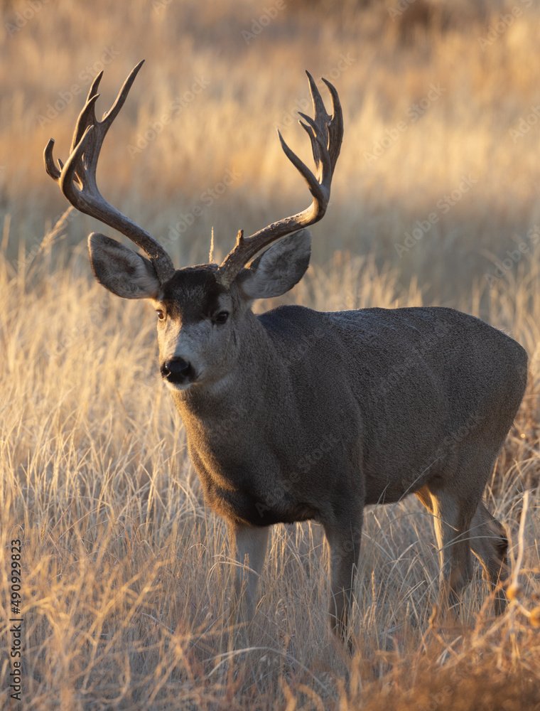 Fototapeta premium Mule Deer Buck During the Rut in Colorado in Fall