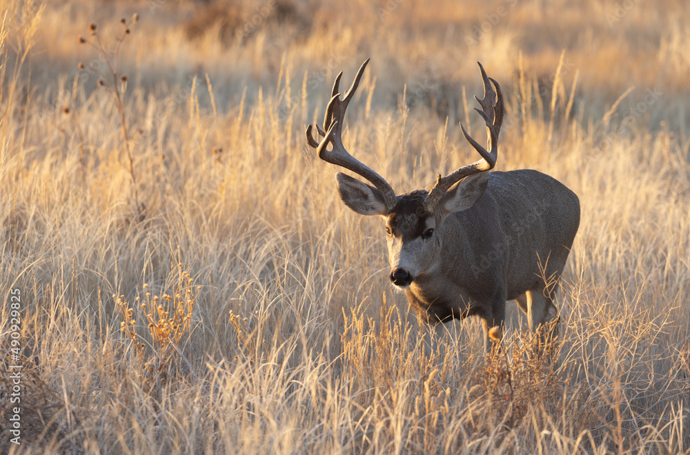 Mule Deer Buck During the Rut in Colorado in Fall Mule Deer Buck During the Rut in Colorado in Fall