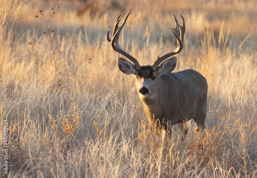 Mule Deer Buck During the Rut in Colorado in Fall