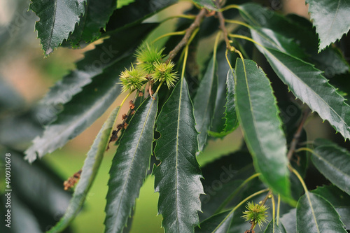 Sweet Chestnut young fruits and long green glossy leaves in springtime. Botanical plants photo outdoors