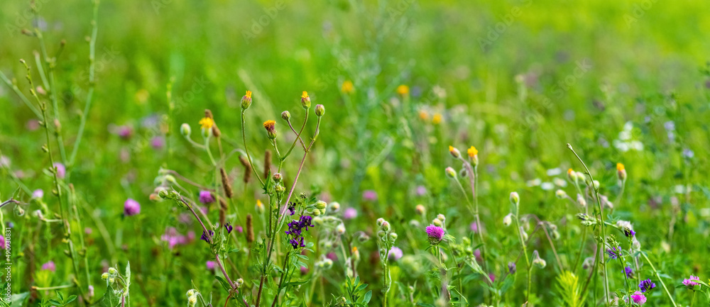 Summer background with wild flowers in the meadow