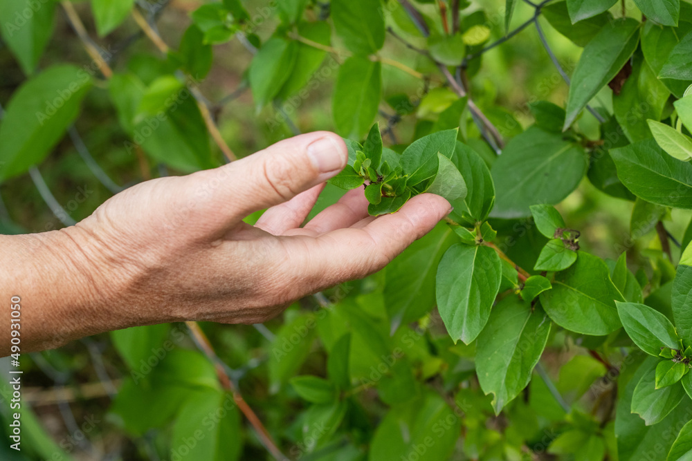 Female hand reaches for green leaves in the garden Female hand reaches for green leaves in the garden
