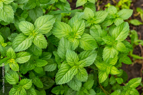 Mint bush with green leaves in the garden