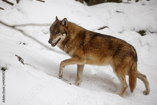 Eurasian wolf (Canis lupus lupus) shyly looks back © michal