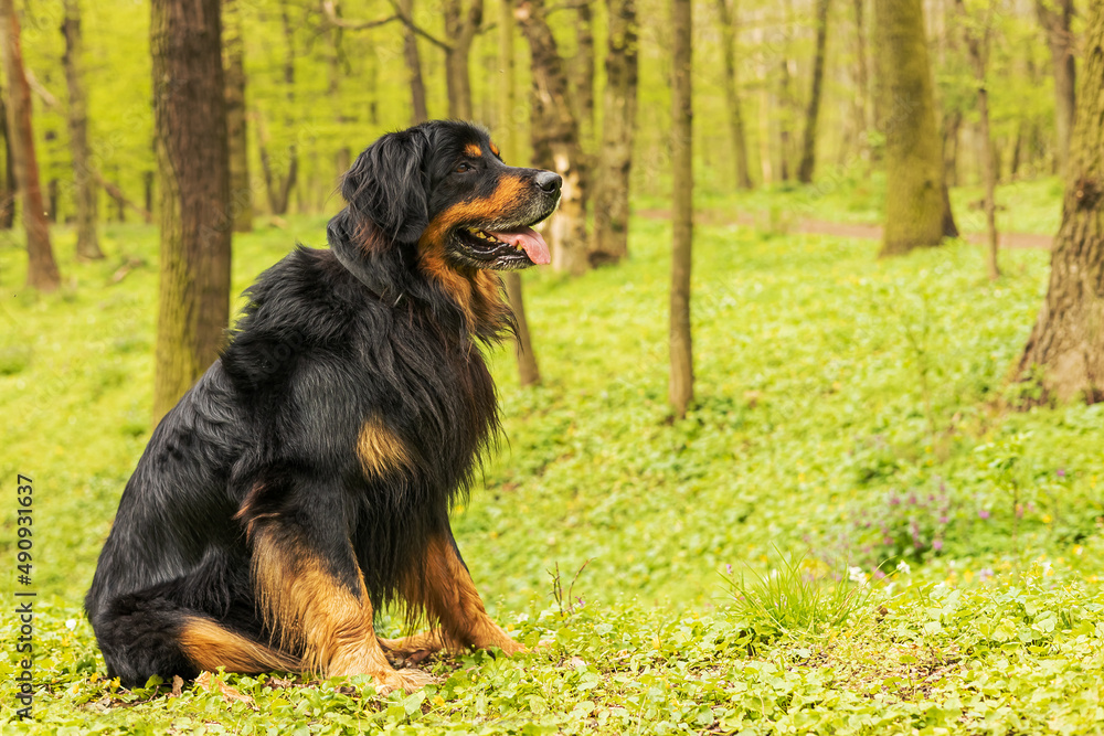 male dog hovawart gold and black sitting in an early spring forest