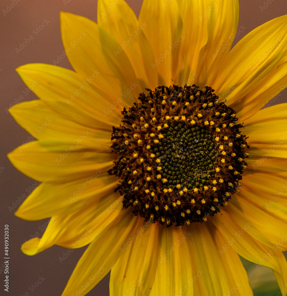 Obraz premium Sunflower
