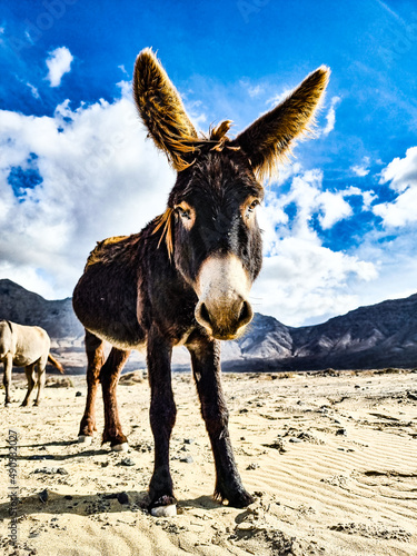 donkey in the desert