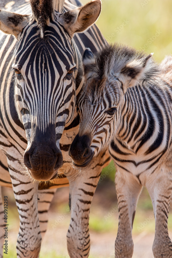 Fototapeta premium Zebra Foal, Pilanesberg National Park