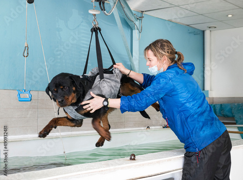 Foto young rottweiler and hydrotherapy