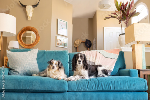 beautiful dogs sitting on turquoise sofa in modern design home