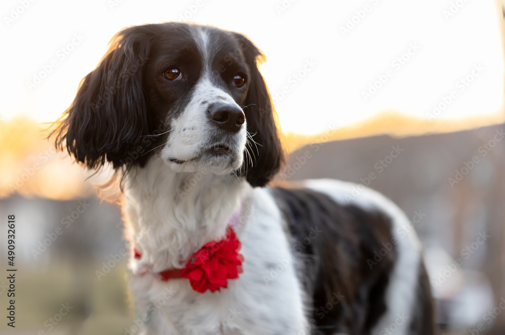 beautiful springer spaniel with trimmed ears at sunset