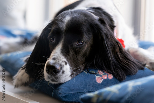 Fotografie sweet sad springer spaniel lying down on pillow