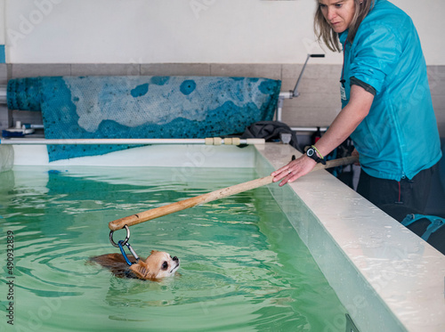 Canvastavla chihuahua and hydrotherapy