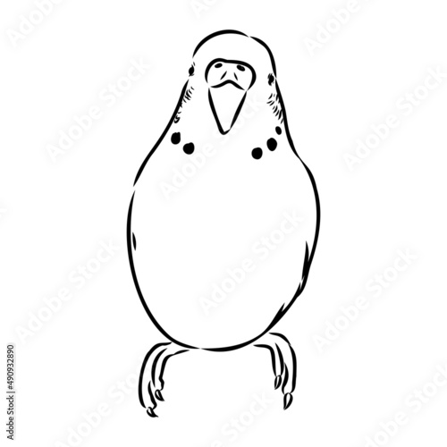A cute budgie sits on a perch. Vector sketch illustration for design, advertising, prints.