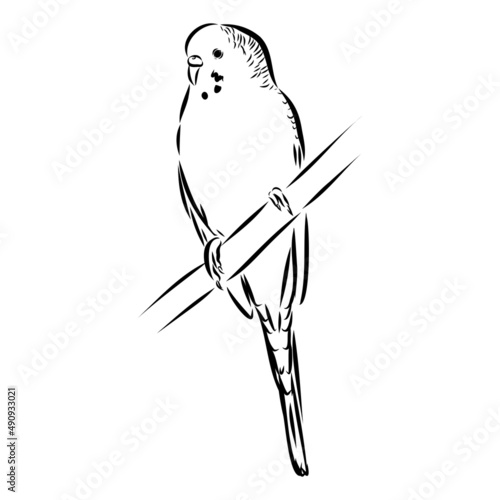 A cute budgie sits on a perch. Vector sketch illustration for design, advertising, prints.