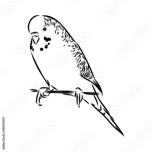 A cute budgie sits on a perch. Vector sketch illustration for design, advertising, prints.