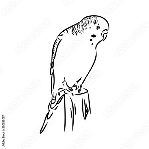 A cute budgie sits on a perch. Vector sketch illustration for design, advertising, prints.