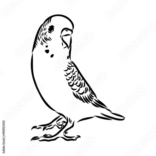 A cute budgie sits on a perch. Vector sketch illustration for design, advertising, prints.