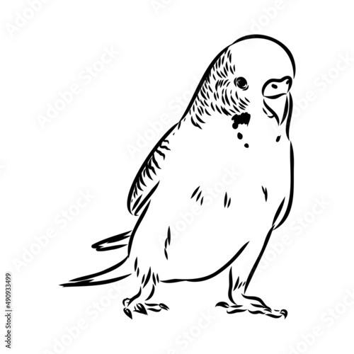 A cute budgie sits on a perch. Vector sketch illustration for design, advertising, prints.