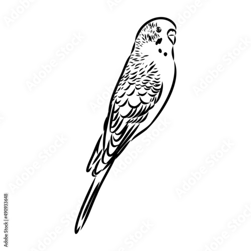 A cute budgie sits on a perch. Vector sketch illustration for design, advertising, prints.