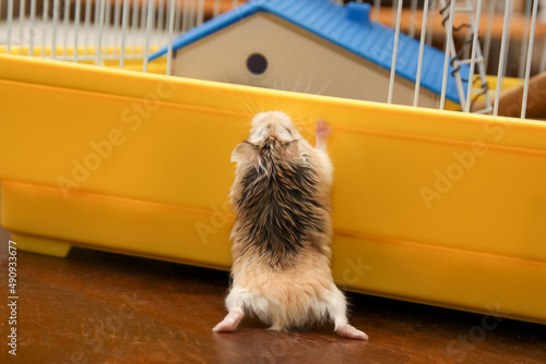 Dwarf Hamster climbing on the cage - Roborovski Hamster photo