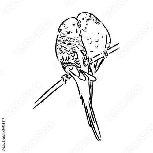 A cute budgie sits on a perch. Vector sketch illustration for design, advertising, prints.