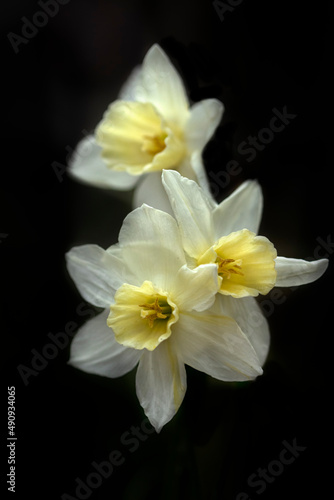 Closeup of flowers of Narcissus  Sailboat  in a garden in spring against a dark background