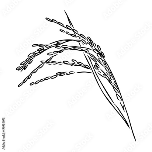Rice set. Plant of rice and rice field hand drawn vector illustration in sketch style