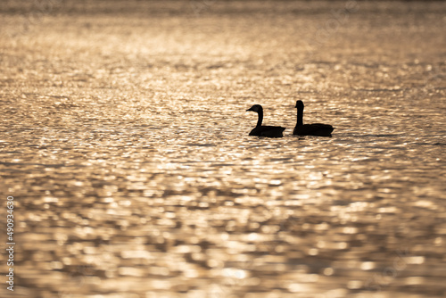 Silhouette de bernaches sur l'eau doré