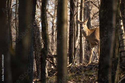 Cerf de virginie dans les bois