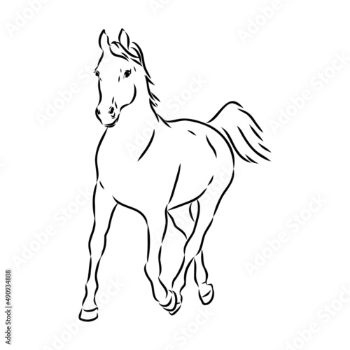 handdrawn of arabian horse sketch with pen in vector format. EPS 10