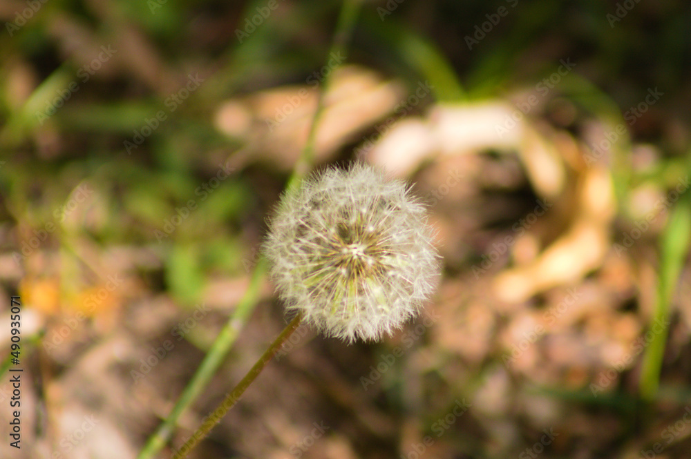 Red seed dandelion closeup view with blurred plants on background Red seed dandelion closeup view with blurred plants on background