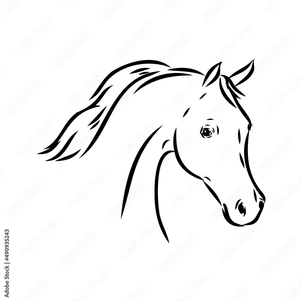 handdrawn of arabian horse sketch with pen in vector format. EPS 10